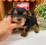 Yorkie puppies available
