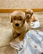 Golden Retriever puppies available