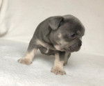 French bulldog puppy