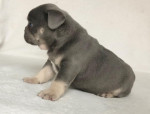 French bulldog puppy