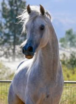 Arabian Horse is available for Rehoming. Please feel free to message me on my email address tmk9390@