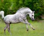 Arabian Horse is available for Rehoming. Please feel free to message me on my email address tmk9390@