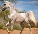 Arabian Horse is available for Rehoming. Please feel free to message me on my email address tmk9390@