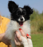 Papillon puppy looking for their new forever homes