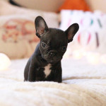 French bulldog puppies