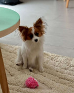 Pappilon puppies for Rehoming