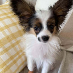 Pappilon puppies for Rehoming