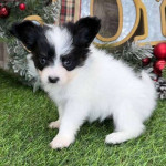 Re-home your pappilon puppy