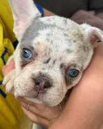 Gorgeous French bulldogs