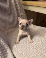Gorgeous French bulldogs