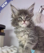 Maine Coon female