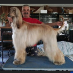 Afghan Hound Puppies
