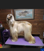 Afghan Hound Puppies