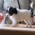 Pappilon puppies for Rehoming