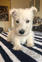 Scottish terrier puppies for adoption