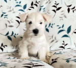 Scottish terrier puppies for Adoption