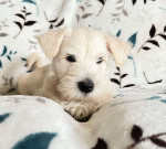 Scottish terrier puppies for Adoption
