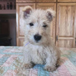 Scottish terrier puppies for adoption