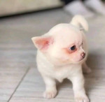 Nevada Chihuahua