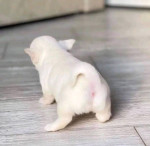 Nevada Chihuahua