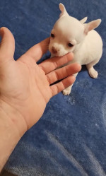 Nevada Chihuahua