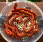 Corn snakes