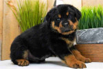 Sdfs Handsome Rottweiler puppy
