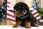 Sdfs Handsome Rottweiler puppy