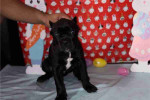 Vfxz Adorable Cane Corso Mastiff