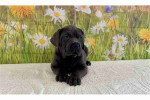 Vfxz Adorable Cane Corso Mastiff