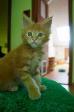 Healthy Lovely Maine coon kittens for adoption near you (pairs available)