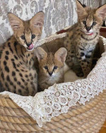 Beautiful savannah and serval kittens 😻