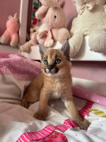 Caracal & Savannah, serval kittens available