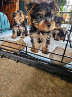 Yorkie puppies in need of a new Home