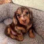 Adorable Dachshund puppies available