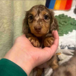Adorable Dachshund puppies available