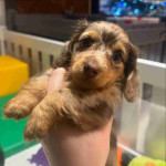 Adorable Dachshund puppies available