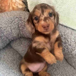 Adorable Dachshund puppies available