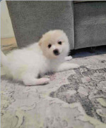 Viendo a mi hermoso perrito