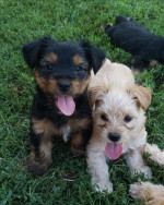 Yorkie puppies