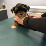 Yorkie puppies