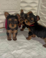 Yorkie puppies