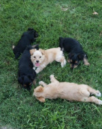 Yorkie puppies