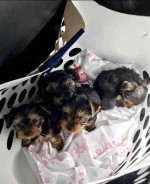 Yorkies fro adoption