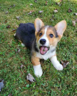 Pembroke Welsh Corgi Puppies Ready For New Homes