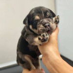 Female english bulldog available