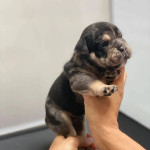 Female english bulldog available