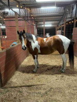 Horse For Sale's