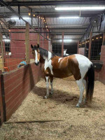 Horse For Sale's