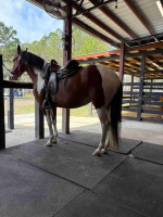 Horse For Sale's